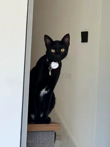 LOST BLACK DOMESTIC SHORT HAIR CAT (1 YR OLD)