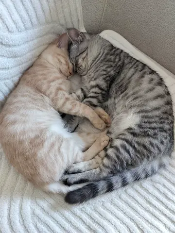 2 Male cats for breeding/Mating.