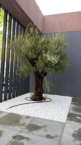 Mature olive tree in decorative gravel - ready to transplant or display