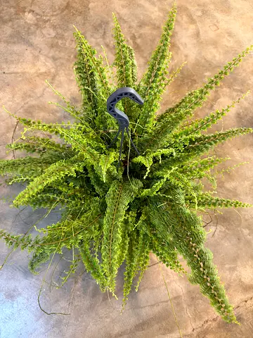 Green Fantasy Fern