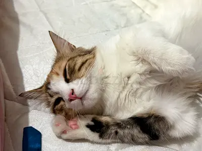 Pet