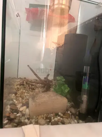 Glass Aquarium with stones filter oxgen and light