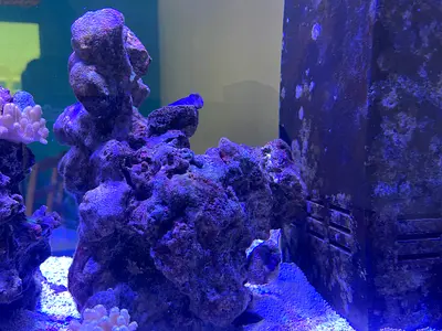 Live rock pieces for saltwater aquarium - natural reef rock