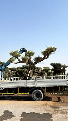 🌿 Mature Olive Trees for Sale – Dubai