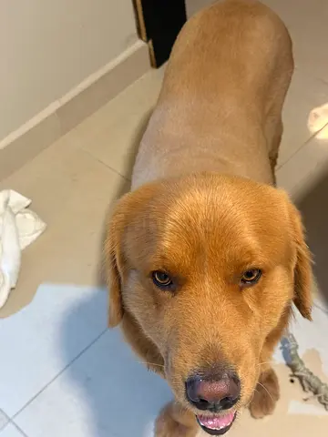 (Free) Golden Retriever looking for a new home – friendly, vaccinated
