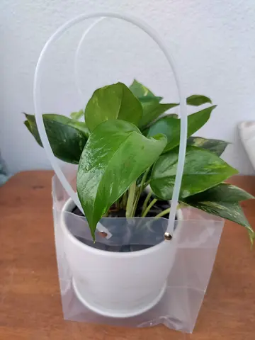 Healthy Money Plant (Epipremnum aureum) in white pot with pebbles.