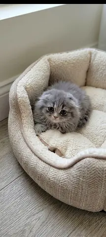 Scottish fold longhair female kitten grey and white, 2 month old vaccinated with passport