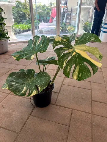 Monstera Thai Constellation