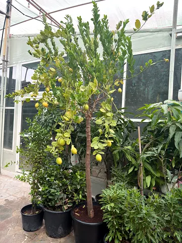 Spainish 🇪🇸 Lemon Tree