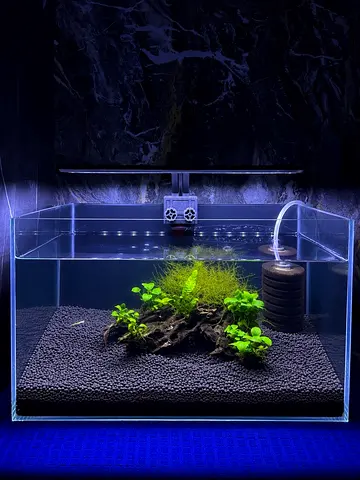 🦐🪸Shrimp tank with Anubias and christmas moss 🌊