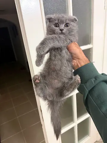Scottish Fold Kitten