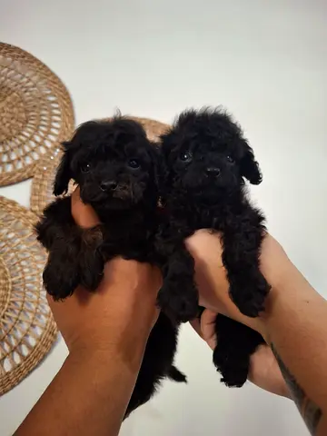 Tiny black toy poodle puppies — healthy litter, ready for new home