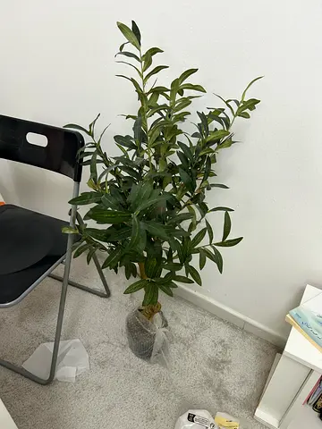 Plastic olive tree