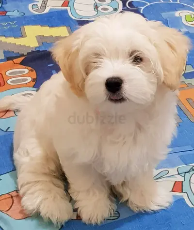 maltese puppy looking for a loving home
