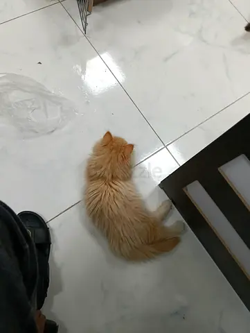 Young long-haired ginger kitten — friendly, needs a new home