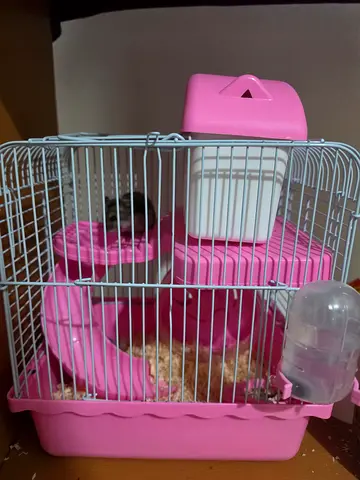 Small 2 hamster and cage with wheel, water bottle and accessories