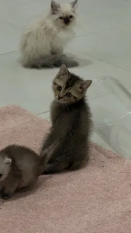 Kitten