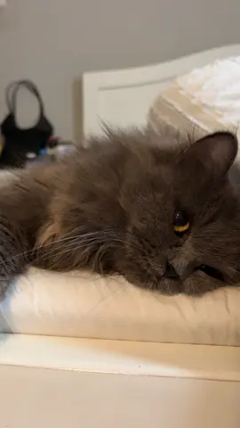 Lovely Cat Looking for a Loving Forever Home🐱