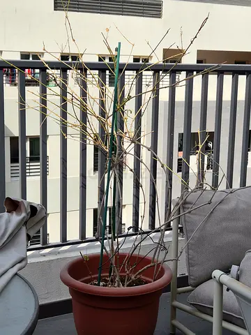 Jasmine Tree