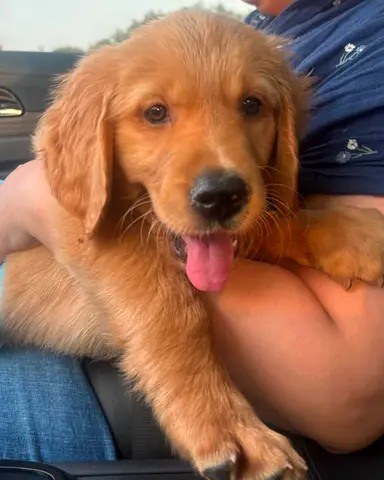 Golden Retriever Vaccinated
