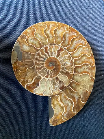 Polished Ammonite Fossil - Split Display Specimen 512 gr