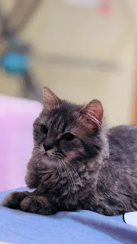 Grey long-haired female cat — friendly, indoor. Looking for a new home.