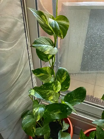 Money plant for sale
