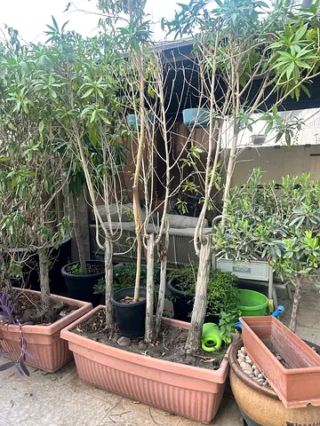 Free Outdoor potted plants. Collect from dubai land