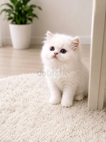 Lovely 5 Persian moon face pure breed 58 days