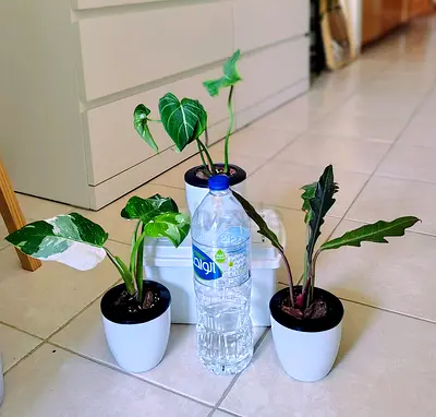 Take all 3 easy to take care RARE PHILODENDRON indoor plants in a self watering pot
