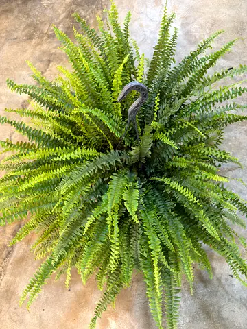 Large Size Boston Fern