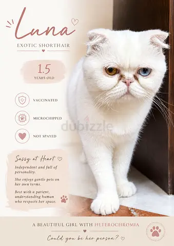 Cat for rehoming