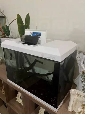 Aquarium with fish and accessories