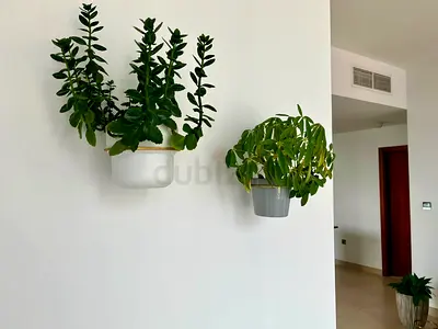 Small Indoor Potted Plants with pots