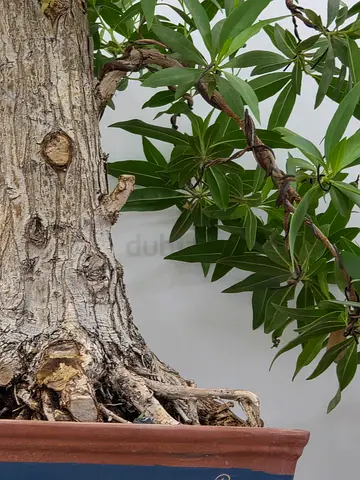 Bonsai tree
