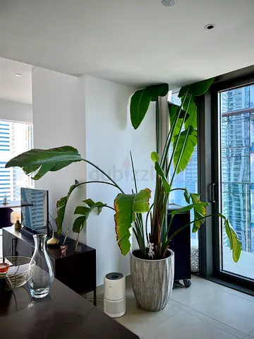 Large Indoor plant and pot - Bird of Paradise (Strelitzia)