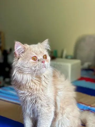 Persian Cat Free