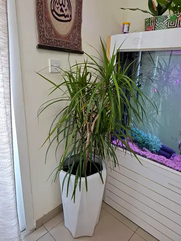Tall indoor Dracaena / Dragon Tree in white planter - healthy, mature plant