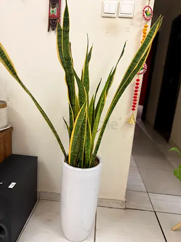 Tall Snake Plant (Sansevieria) in White Ceramic Planter and big monstera plan for sale.
