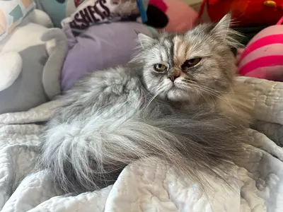 Cat for free adoption