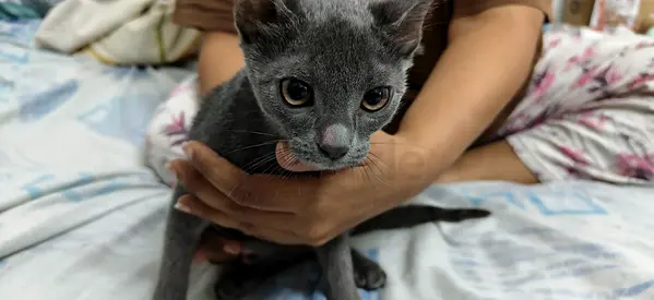 Young Russian Blue-type Kitten Ready for Adoption