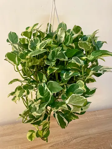 Njoy Pothos (Hanging)
