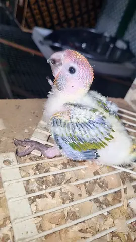 Young baby lovebird / parrot chick — hand-reared, ready to grow