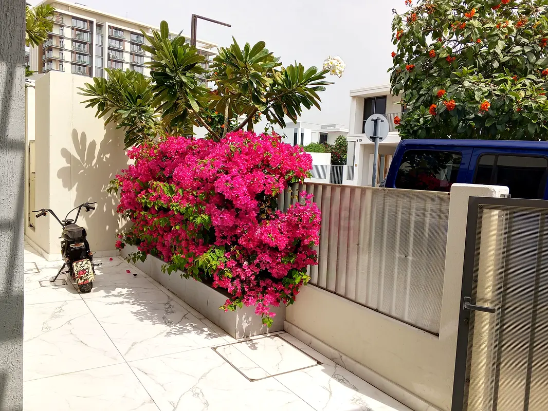 DPV_View_Image_2
