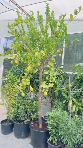 Potted lemon tree — mature fruiting citrus, ready to grow