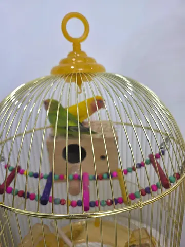Birds