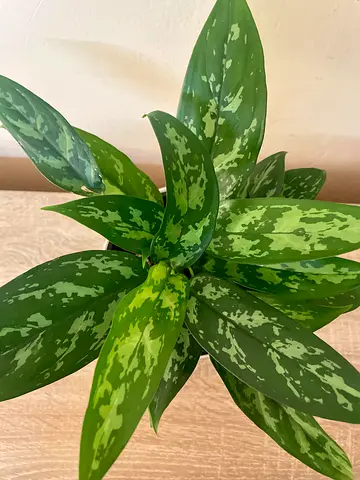 Aglonema- Green