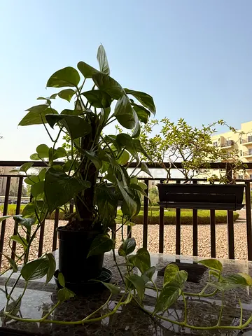 Money plant