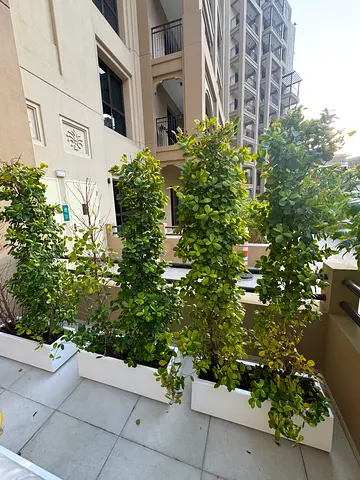 4 pcs of Ficus plants 200 cm height with pots