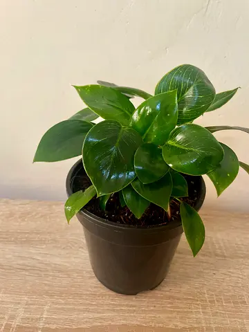 Philodendron (small)
